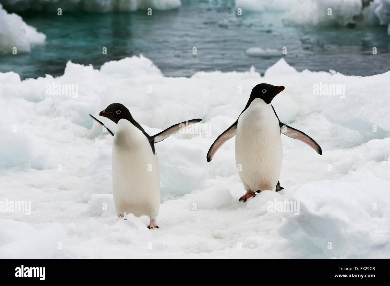 Two Adelie Penguins (Pygoscelis adeliae) on the ice shelf, Brown Bluff, Peninsula Antarctica Stock Photo