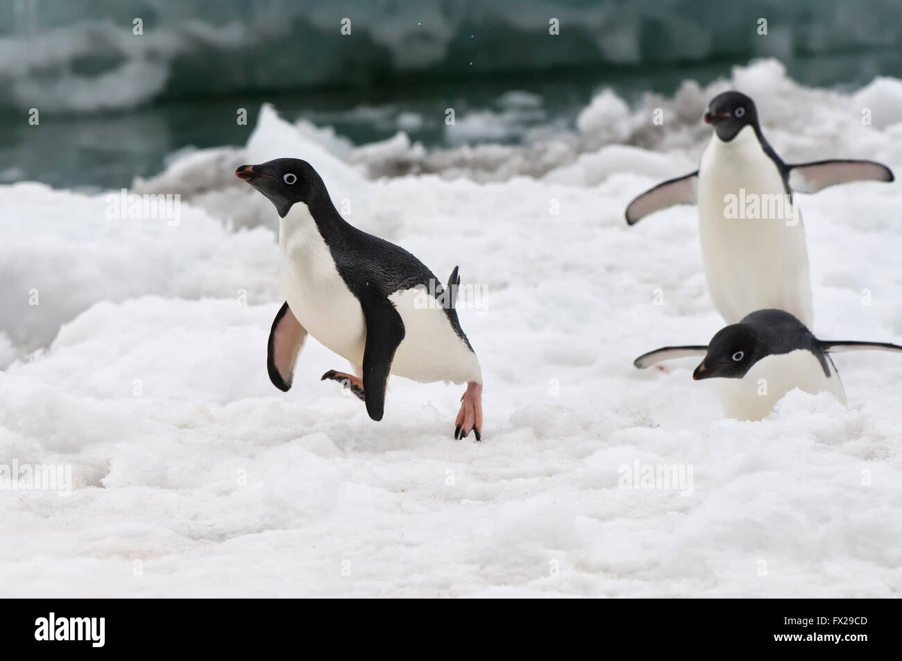 Group of Adelie Penguins (Pygoscelis adeliae) on the ice shelf, Brown Bluff, Peninsula Antarctica Stock Photo