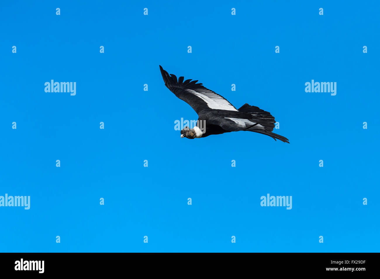 Andean Condor (Vultur gryphus) in flight, Torres del Payne National Park, Chilean Patagonia, Chile Stock Photo