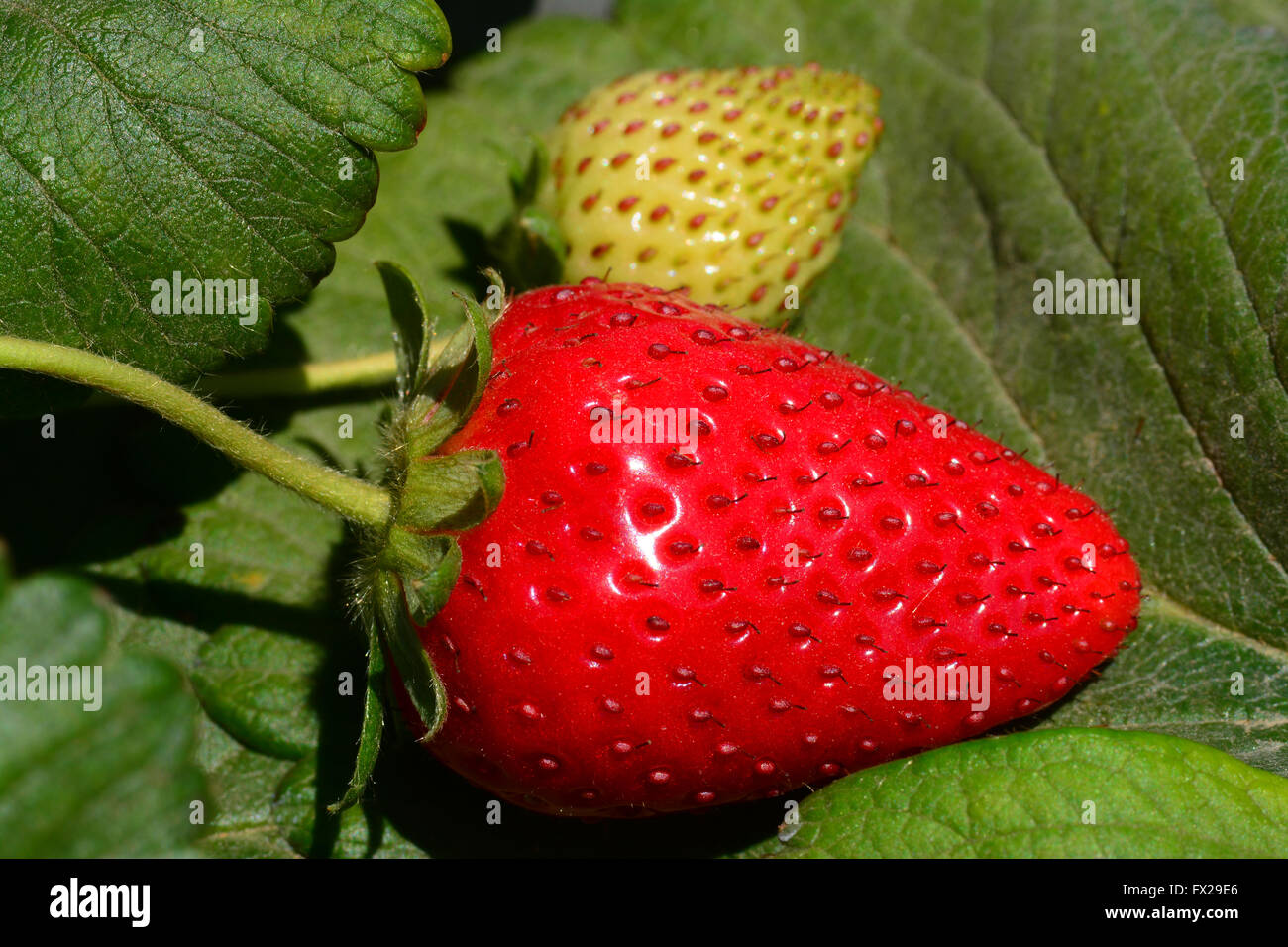 Strawberry on plant, close up Stock Photo - Alamy