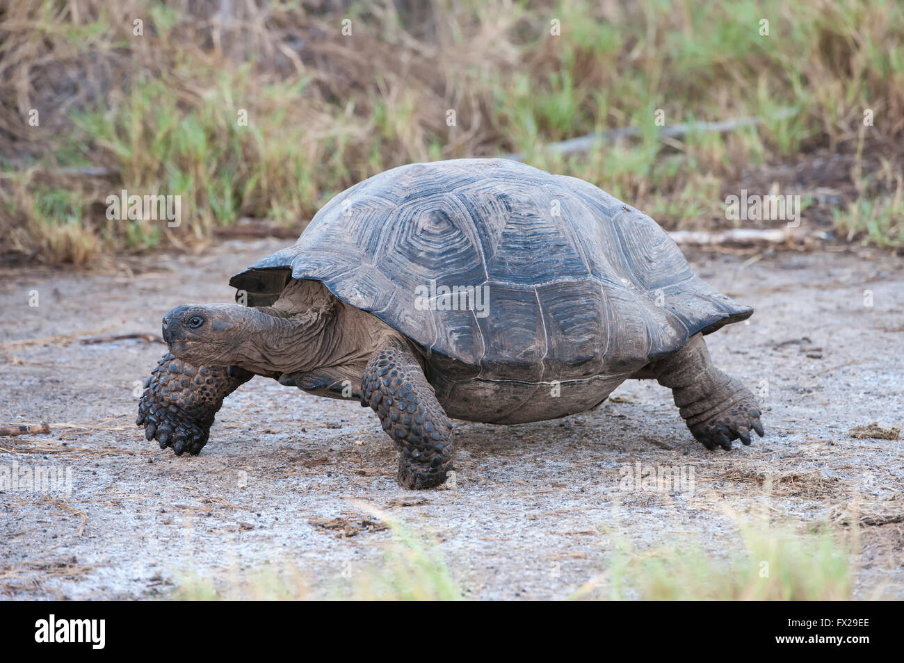 Galapagos Giant Tortoise (Geochelone elephantophus vandenburgi), Bahia Urvina, Isabela Island, Galapagos, Ecuador Stock Photo