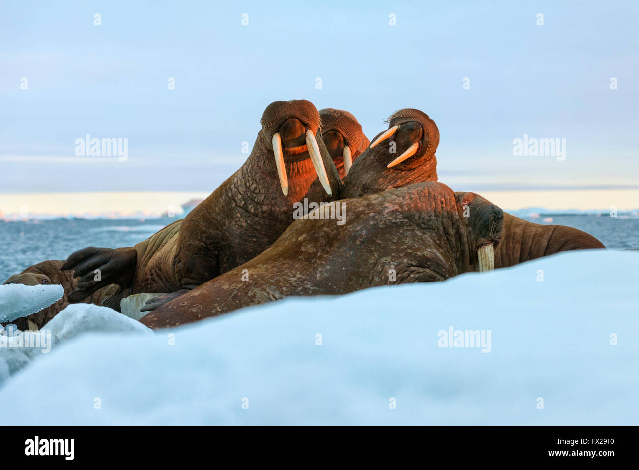 Last rays of evening sun striking a group of Walrus (Odobenus rosmarus, Wrangel Island, Chuckchi Sea, Chukotka Stock Photo