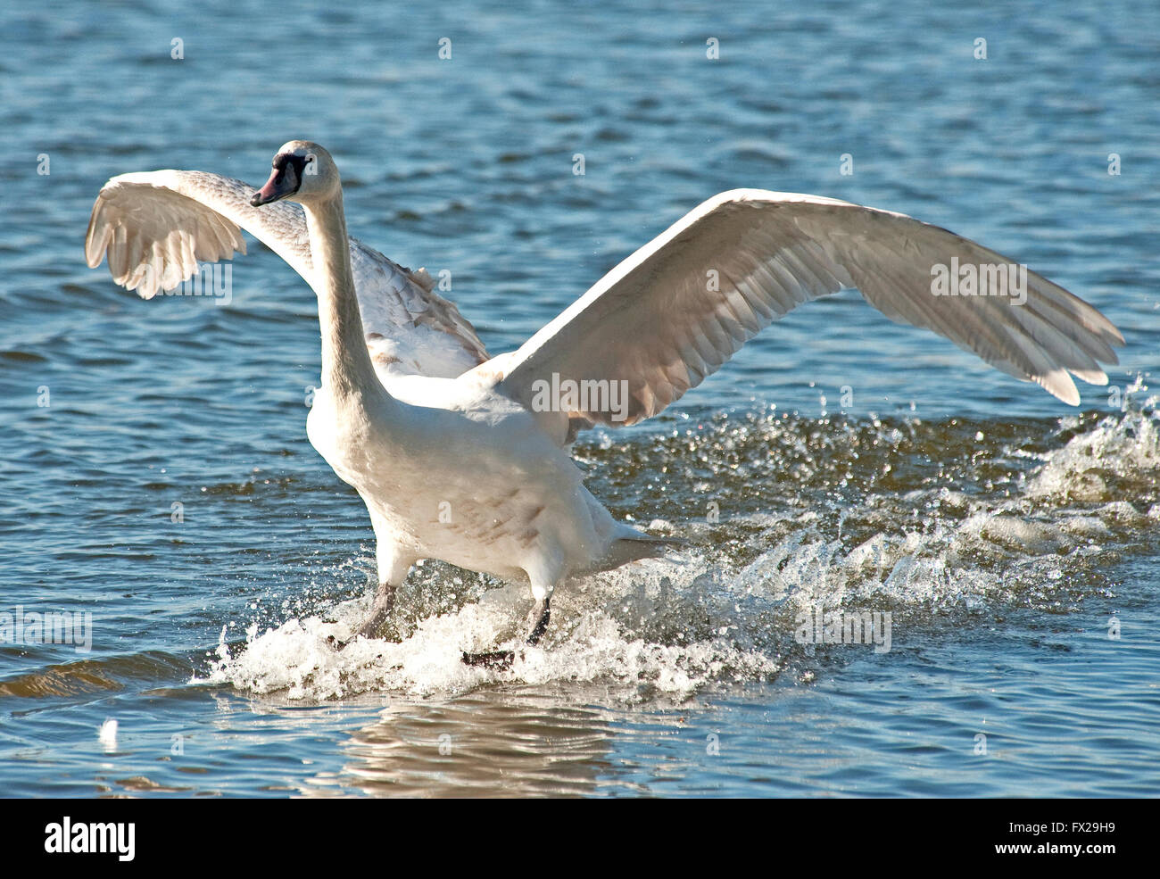 Mute Swan landing in water Stock Photo Alamy