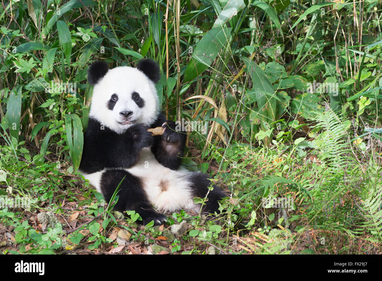 Two years aged young giant Panda (Ailuropoda melanoleuca), China Conservation and Research Centre for the Giant Pandas, China Stock Photo
