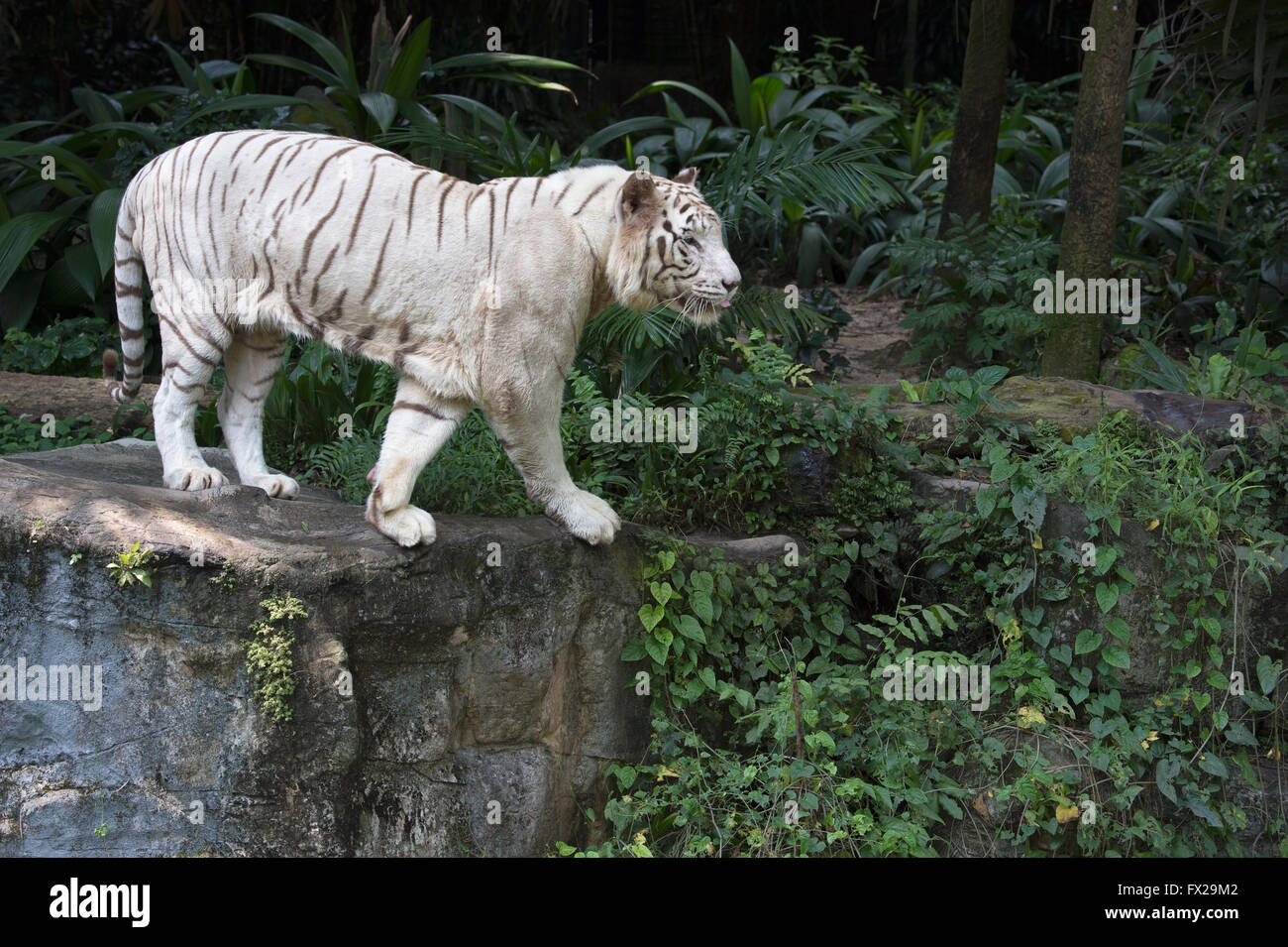 White Tiger (Panthera tigris tigris) Stock Photo