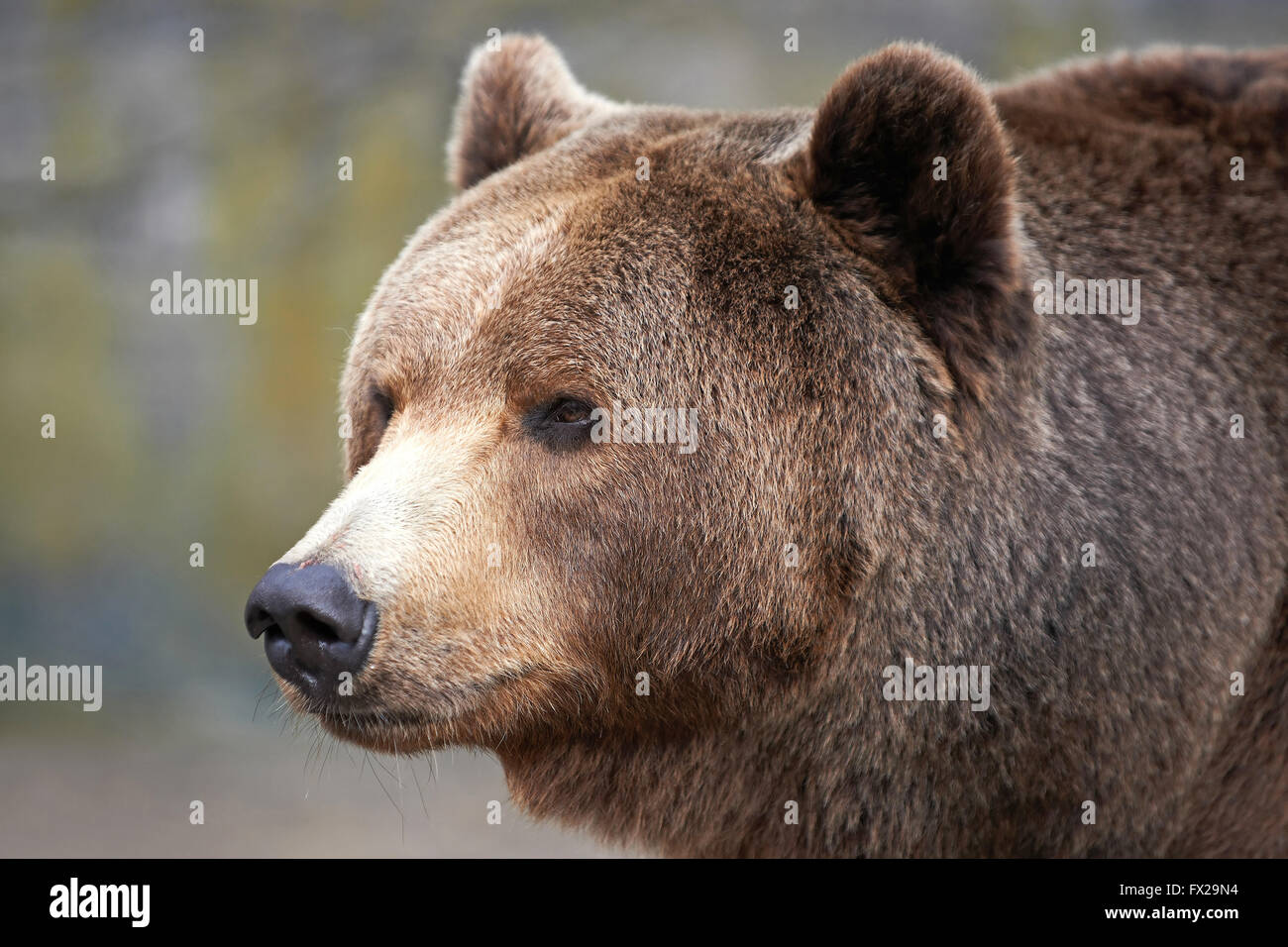 Brown Bear portrait fom the side Stock Photo - Alamy