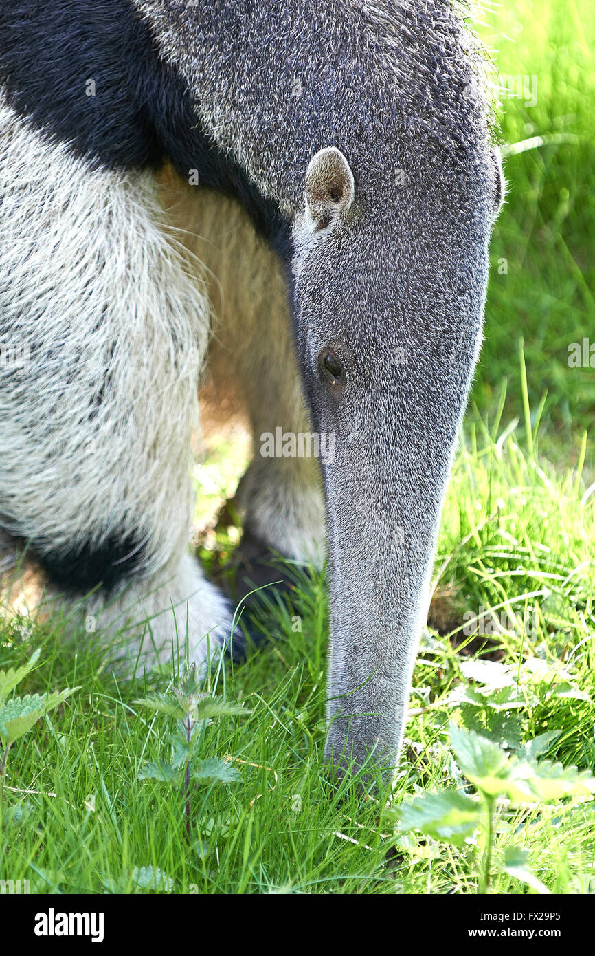 Giant Anteater looking for food in its habitat Stock Photo - Alamy Giant Anteater looking for food in its habitat Stock Photo - Alamy