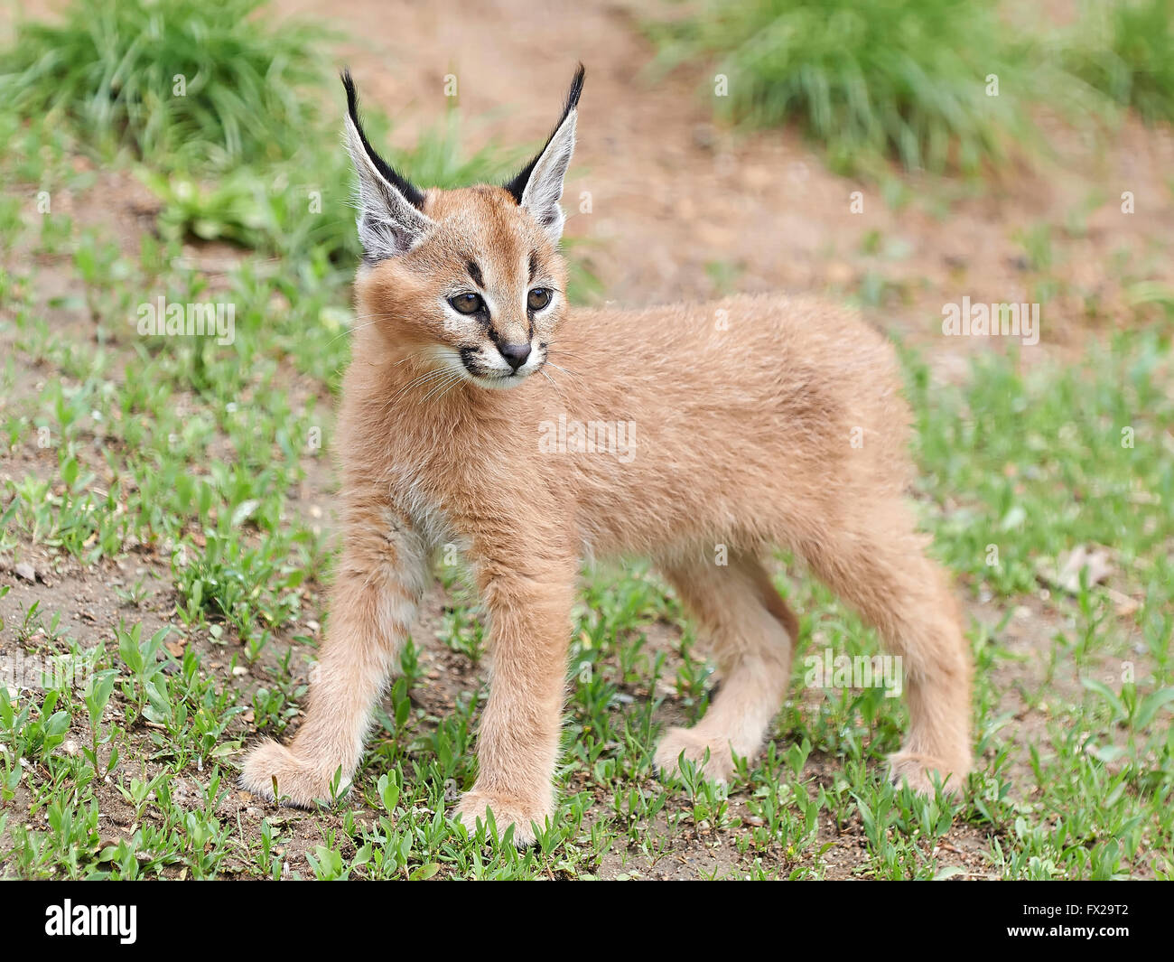 Cute and furry baby Caracal in its habitat Stock Photo
