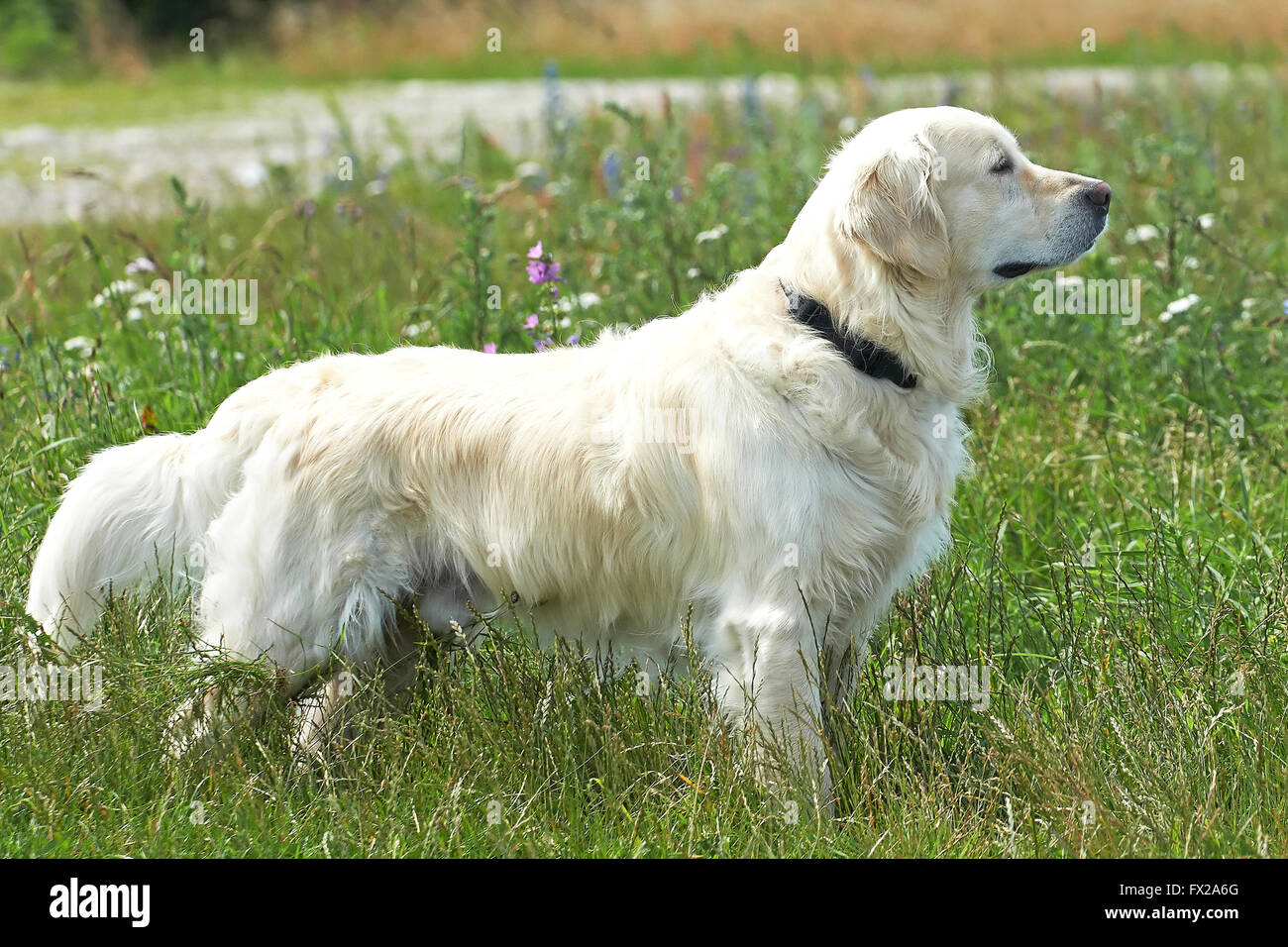Golden retriever standing in high green grass Stock Photo