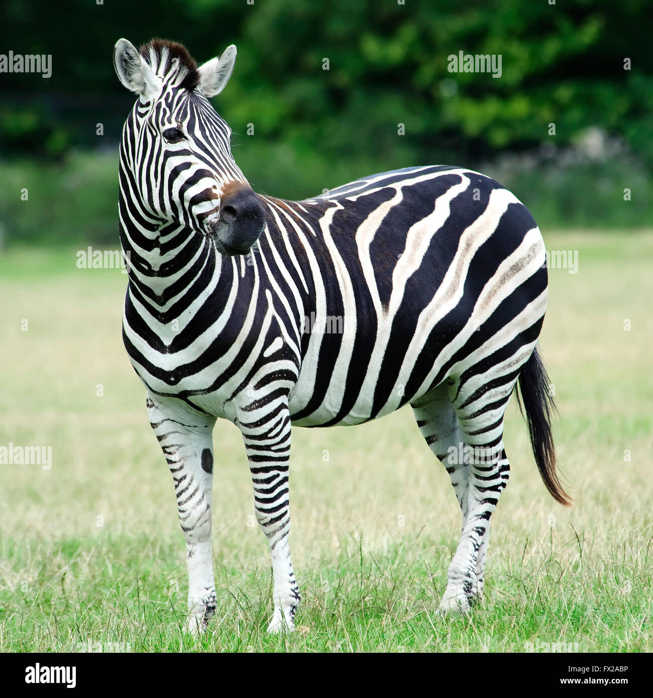 Zebra Ref Zebra natural habitat hi-res stock photography and images - Alamy