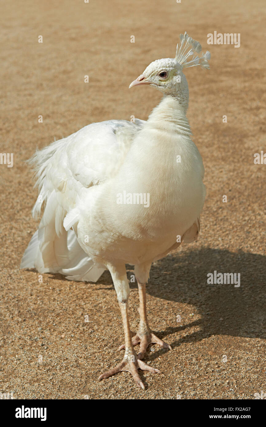 White Indian Peafowl standing on the ground Stock Photo