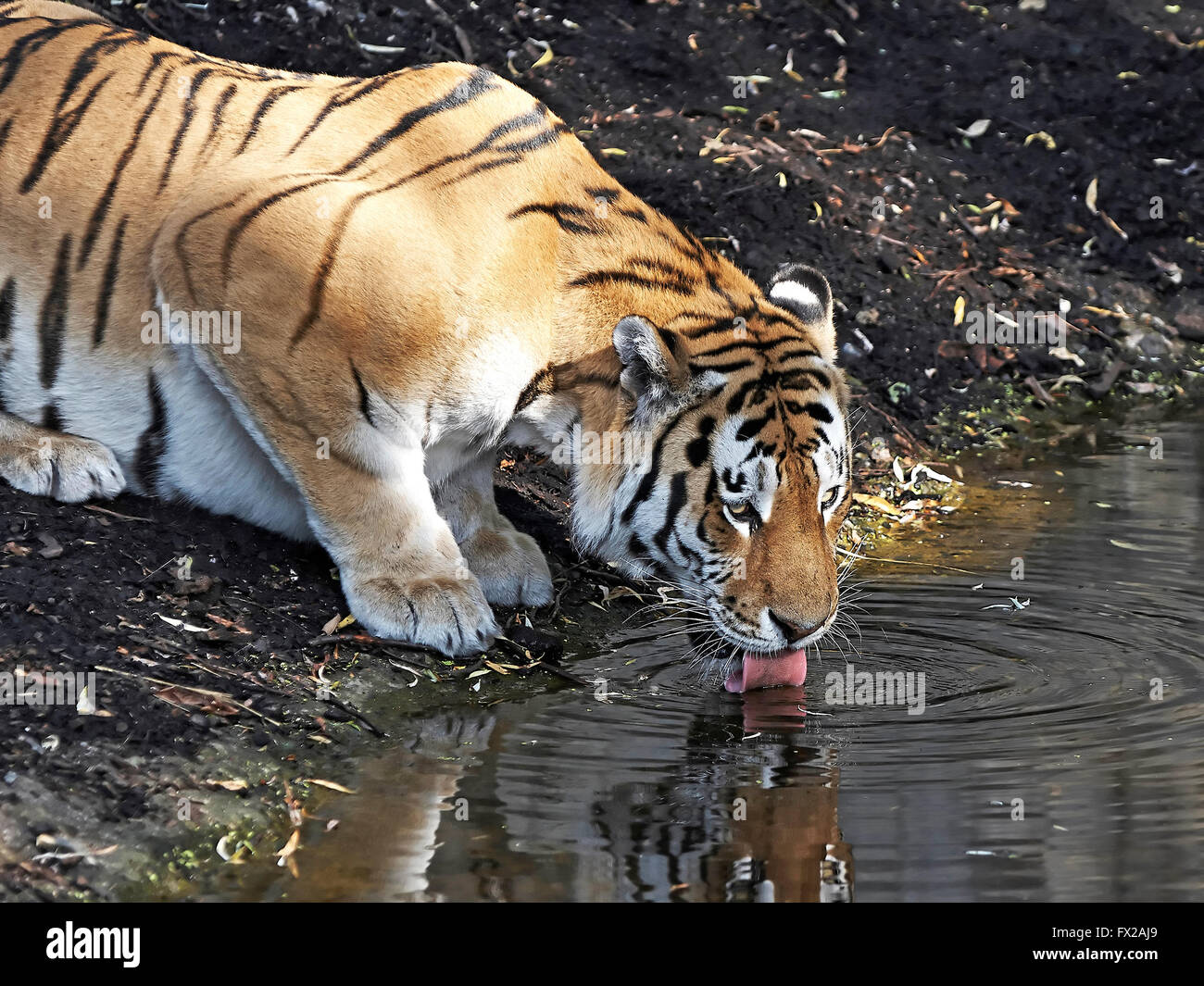 Amur Tiger drinking water from the lake in its habitat Stock Photo
