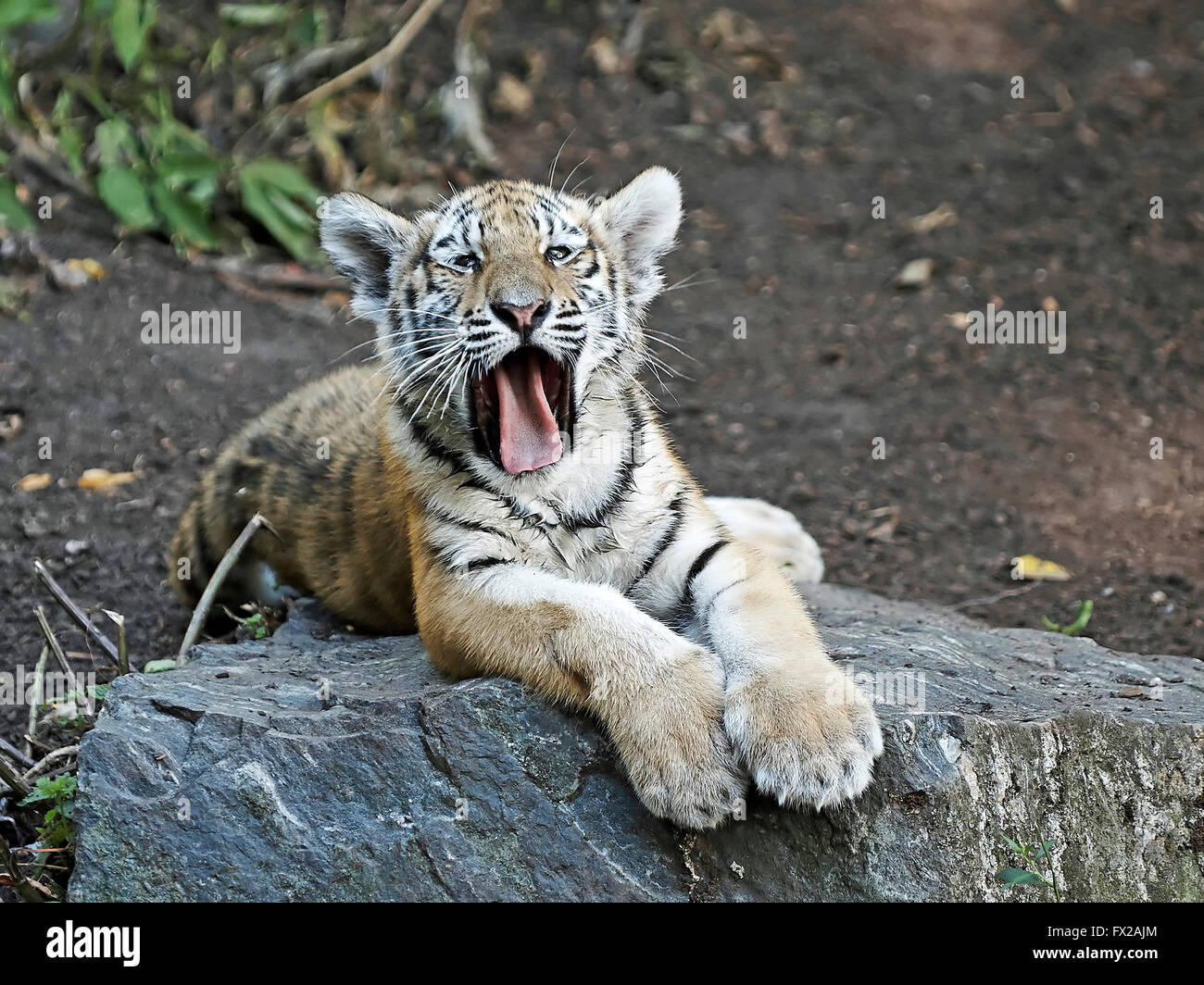Cute and furry Amur Tiger cup in its natural habitat Stock Photo