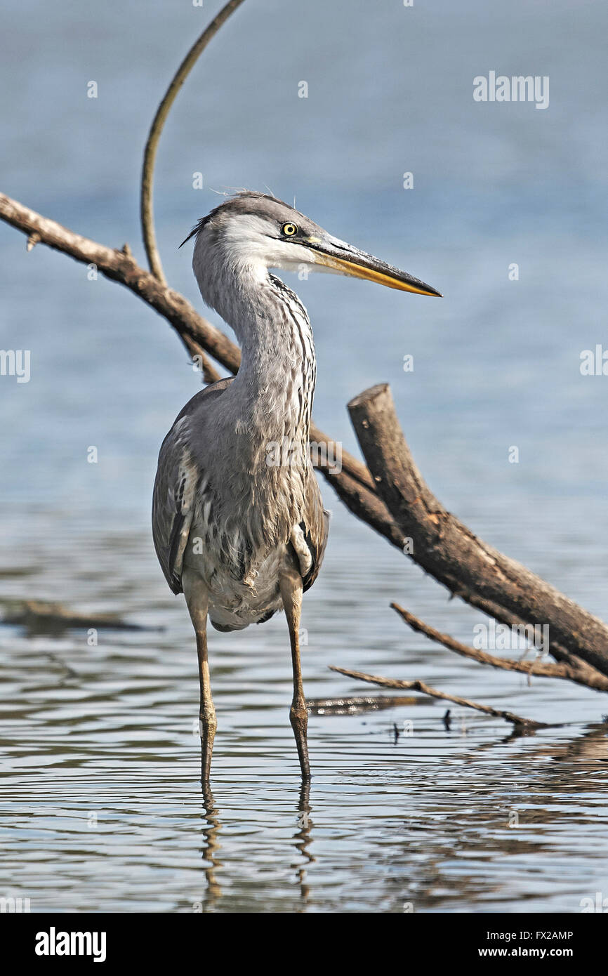 Grey Heron standing in water Stock Photo