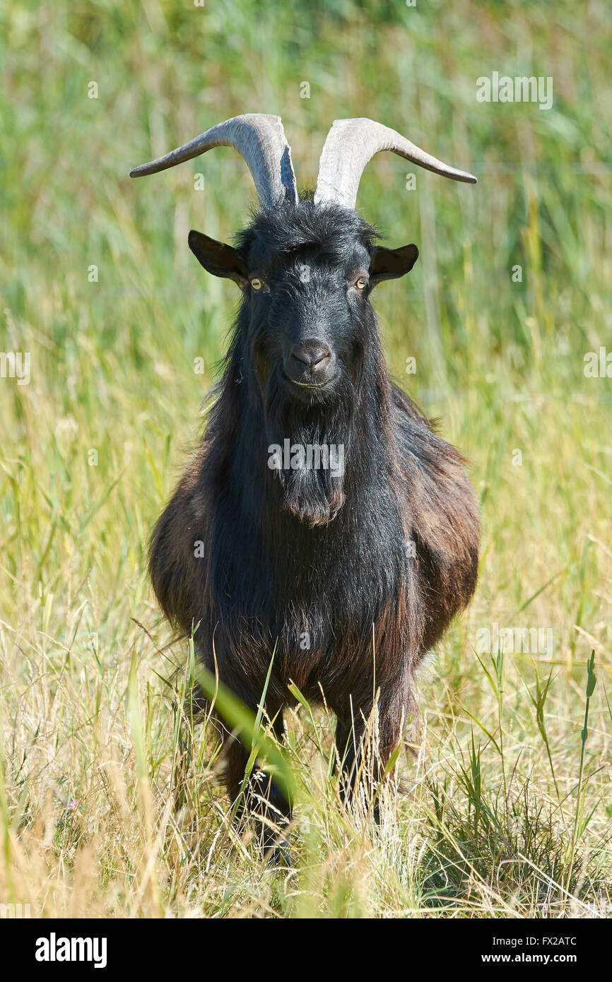 Danish Landrace goat seen from the front standing in natural surroundings Stock Photo