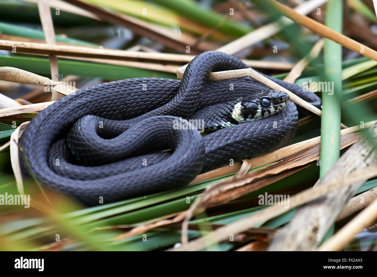 Grass snake hiding and resting in its habitat Stock Photo