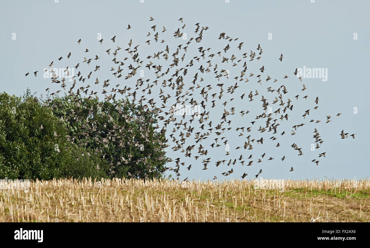A big group of common Starlings in flight Stock Photo Alamy