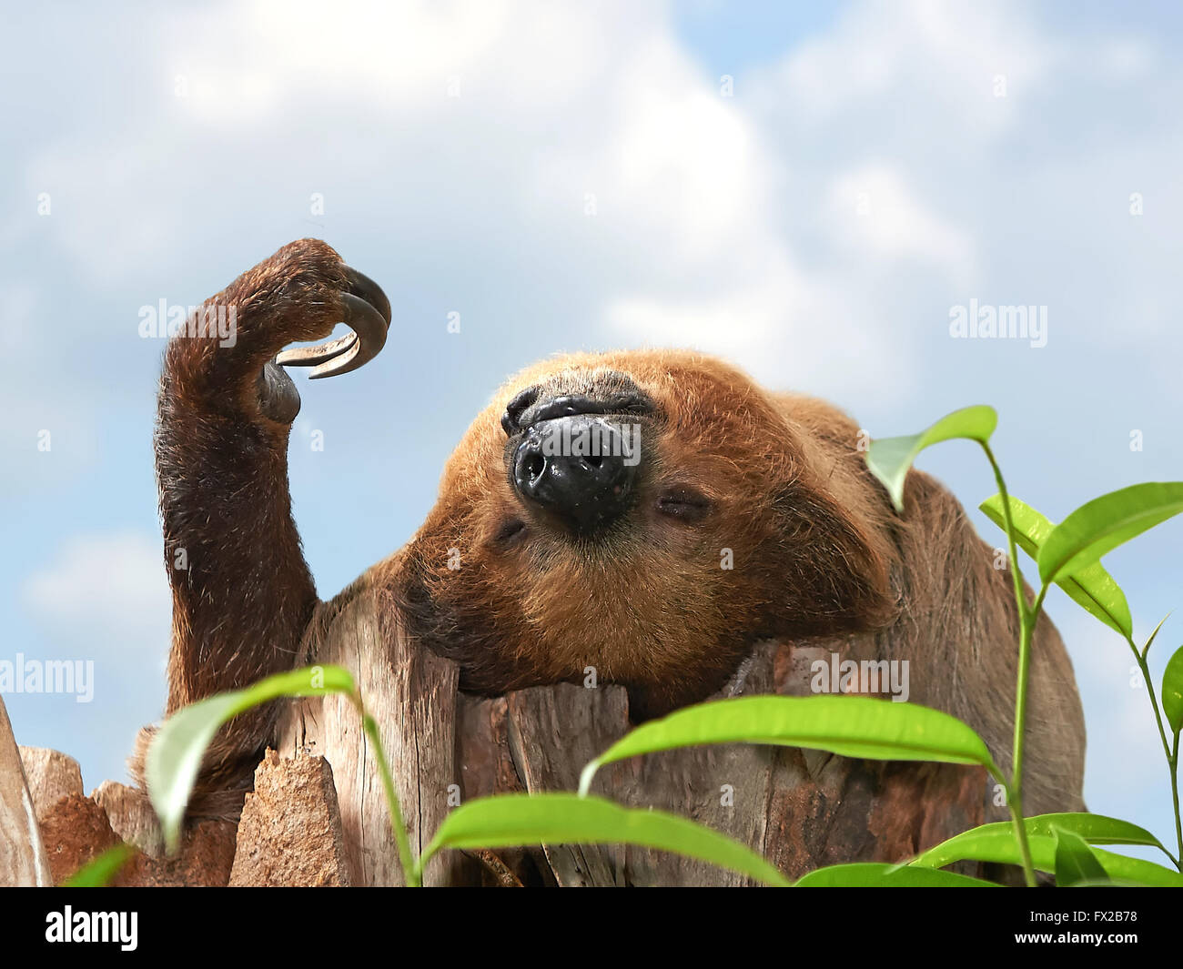 Two-toed Sloth sleeping in a tree top in its habitat Stock Photo