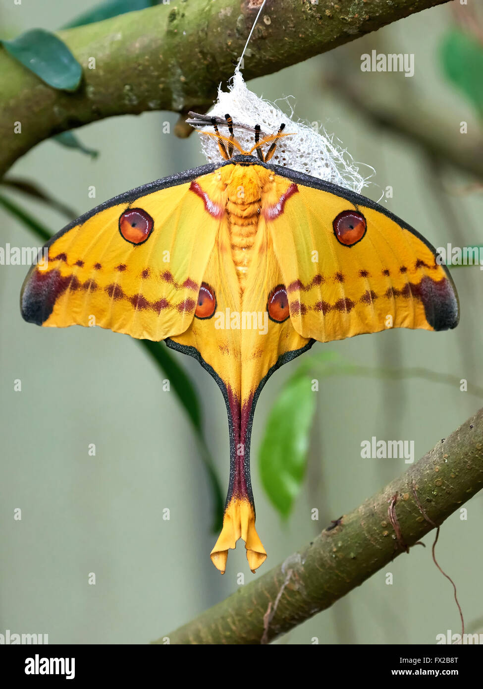 Comet Moth Cocoons For Sale informacionpublica.svet.gob.gt