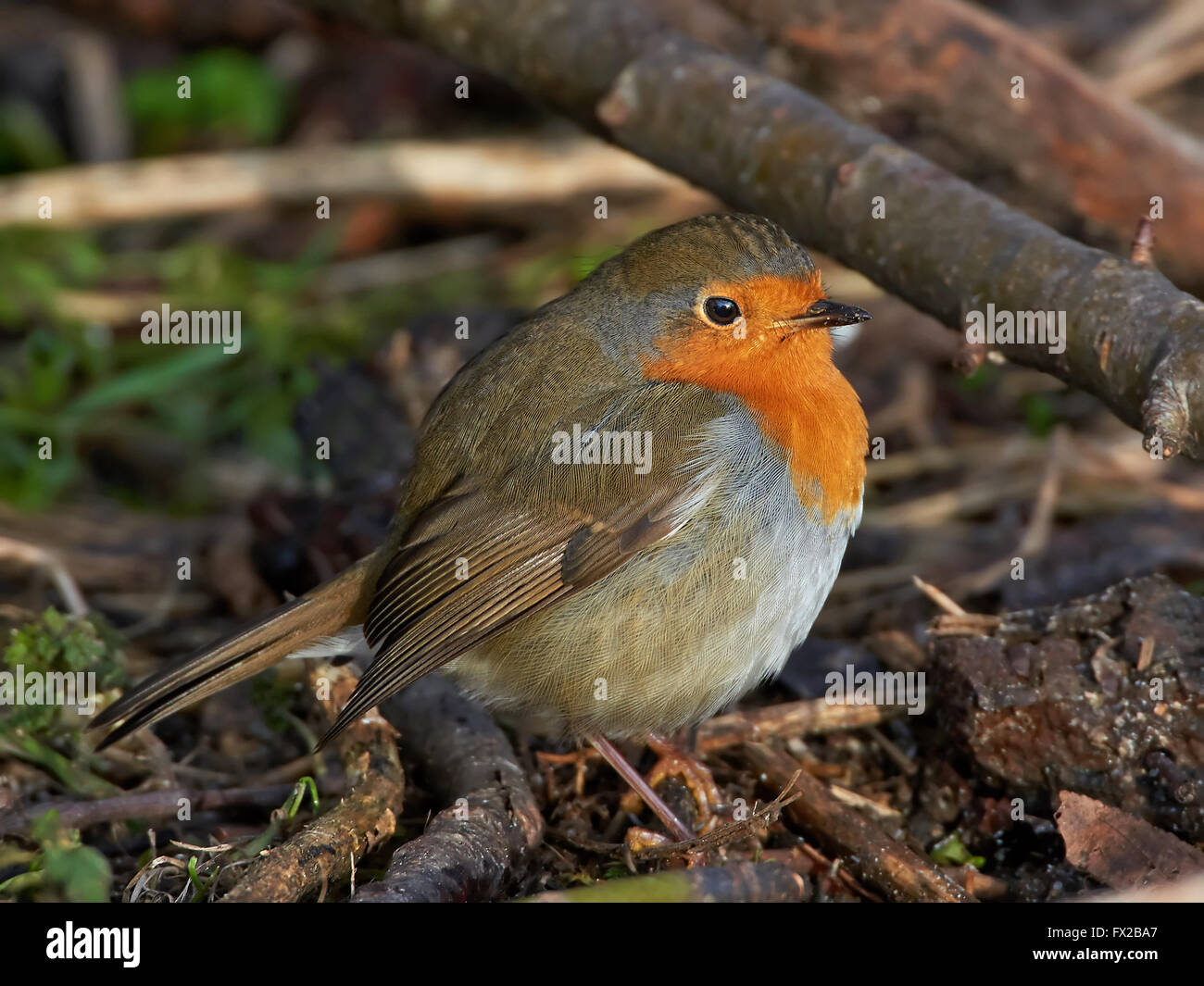 European robin resting on the ground in its habitat Stock Photo Alamy
