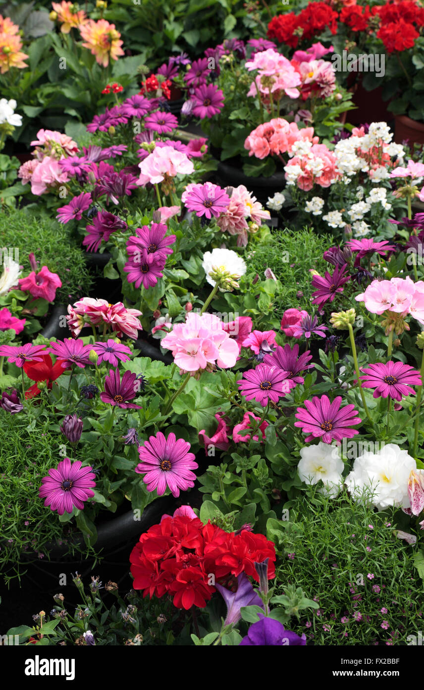 Plants for sale at garden centre, Horsham, West Sussex, England Stock