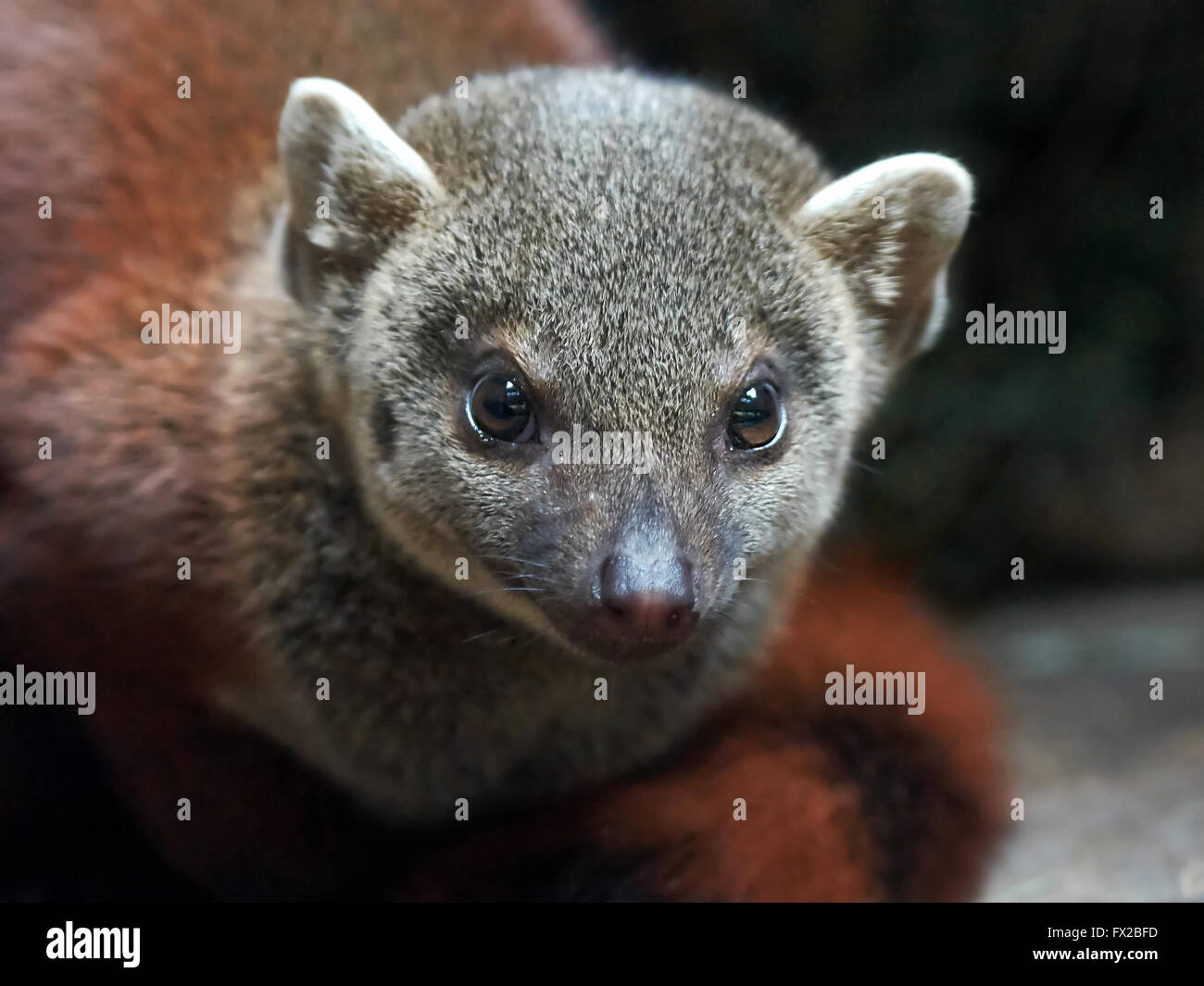 Closeup portrait of the Madagascar ringtailed mongoose Stock Photo Alamy