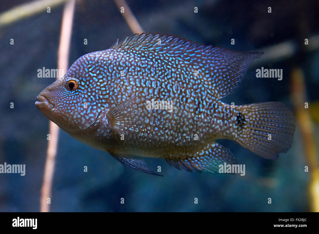 Rio Grande Cichlid High Resolution Stock Photography And Images Alamy