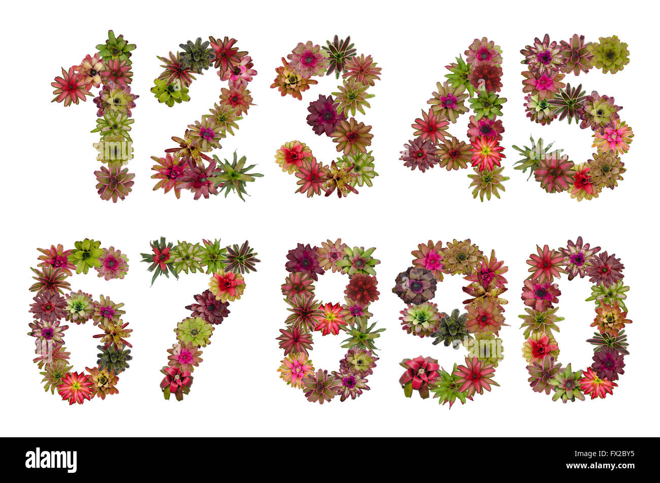 Numbers of bromeliad flowers. A set Stock Photo
