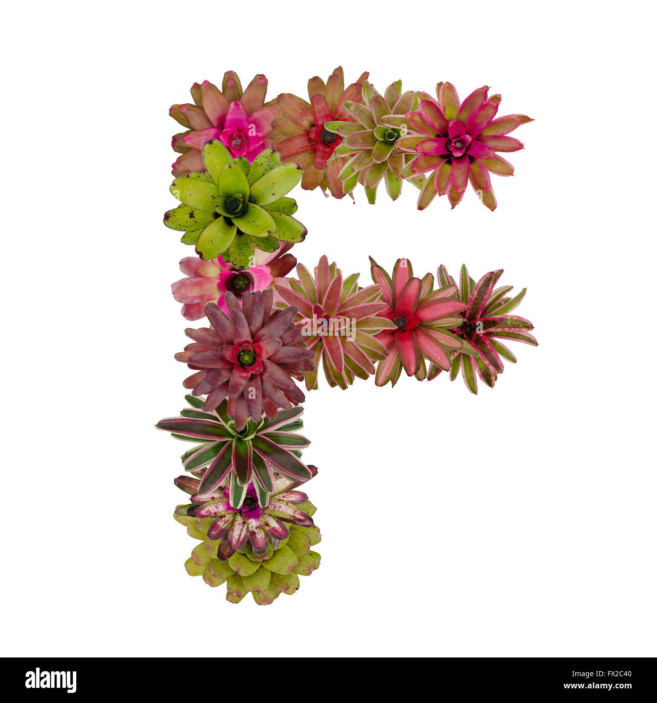 bromeliad flower letter Stock Photo