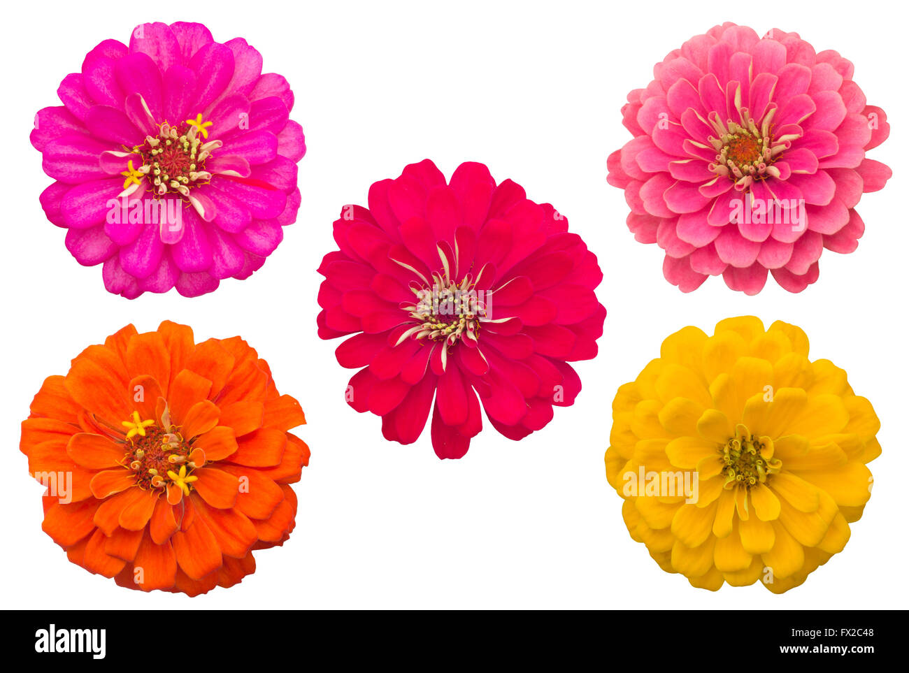 Blooming Zinnias isolated on white background Stock Photo