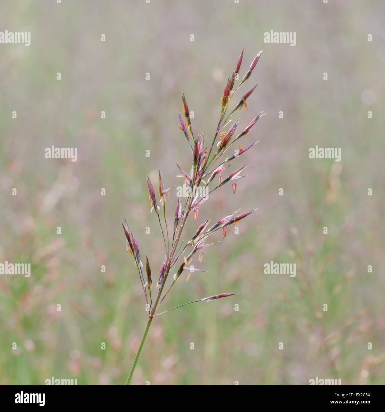 Gold beard grass. Chrysopogon aciculatus (Retz.) Trin Stock Photo