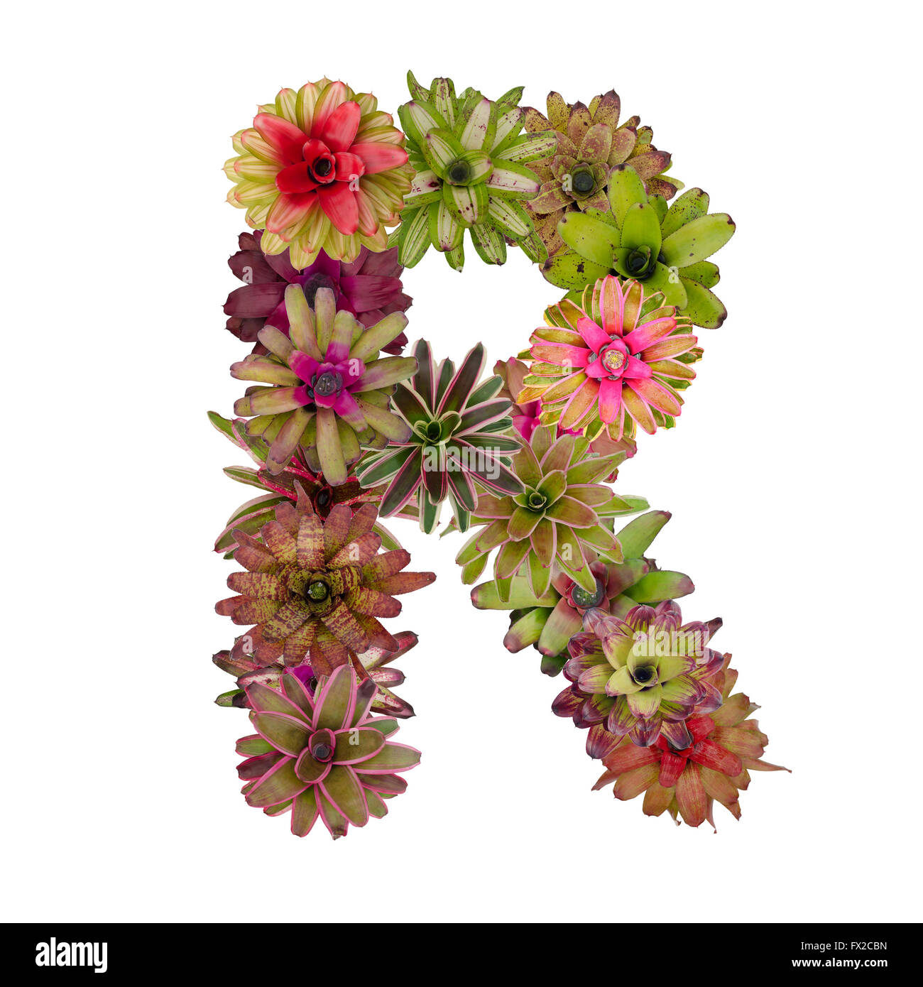 bromeliad flower letter Stock Photo