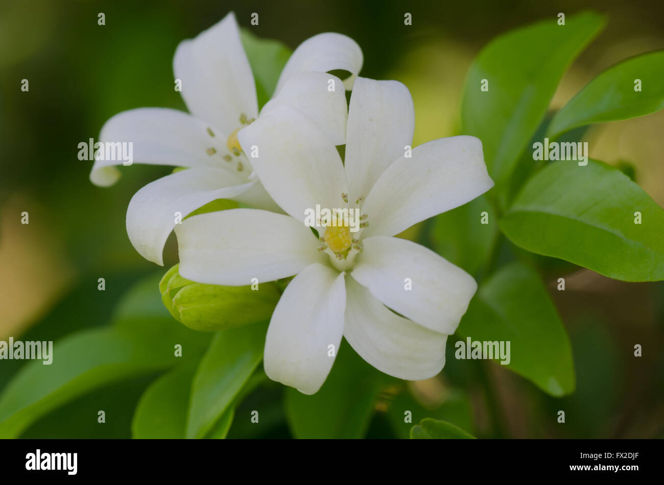 Murraya paniculata Stock Photo