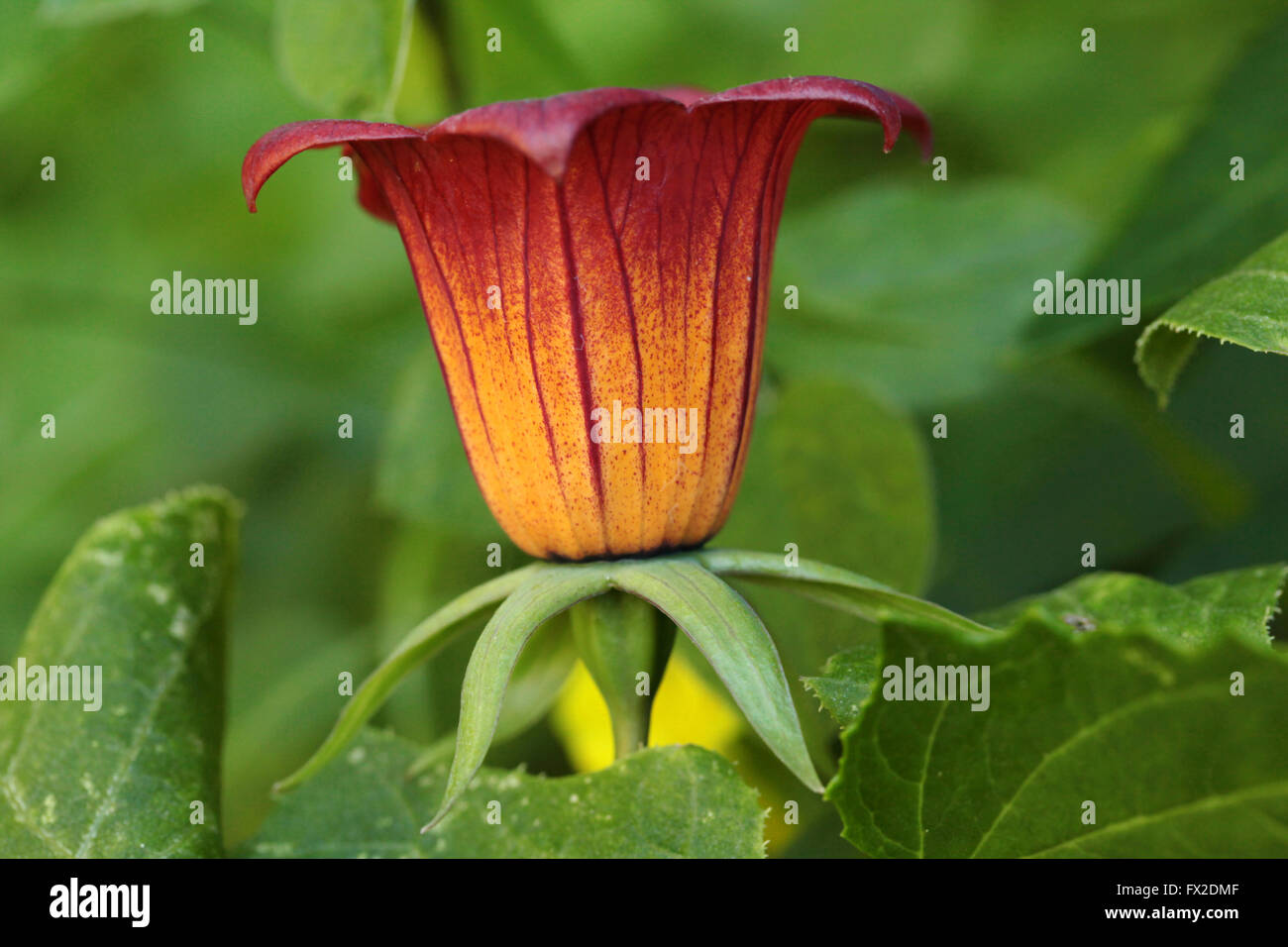 Bicacaro flower (Canarina canariensis) Stock Photo