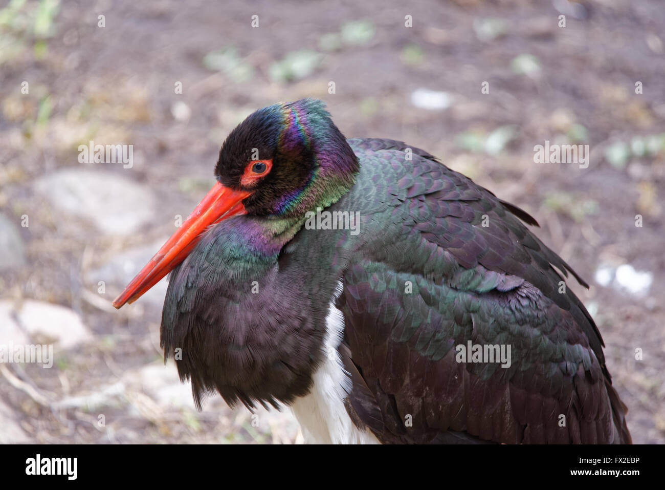 Black Stork (Ciconia nigra) is a large wading bird in the stork family Ciconiidae. Stock Photo