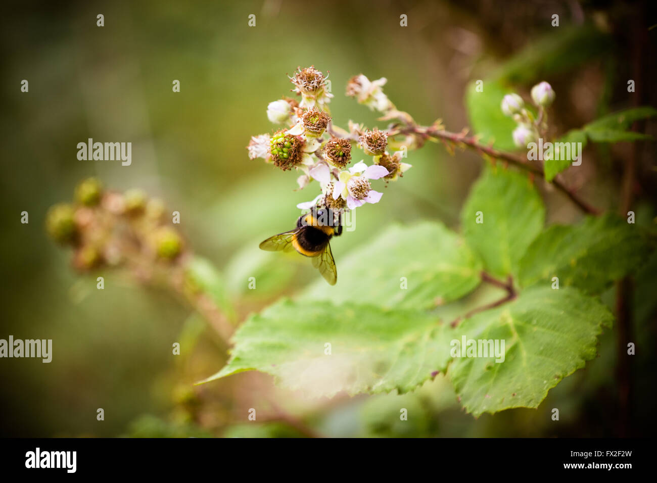 Wild flowers growing in South Wales UK Stock Photo - Alamy
