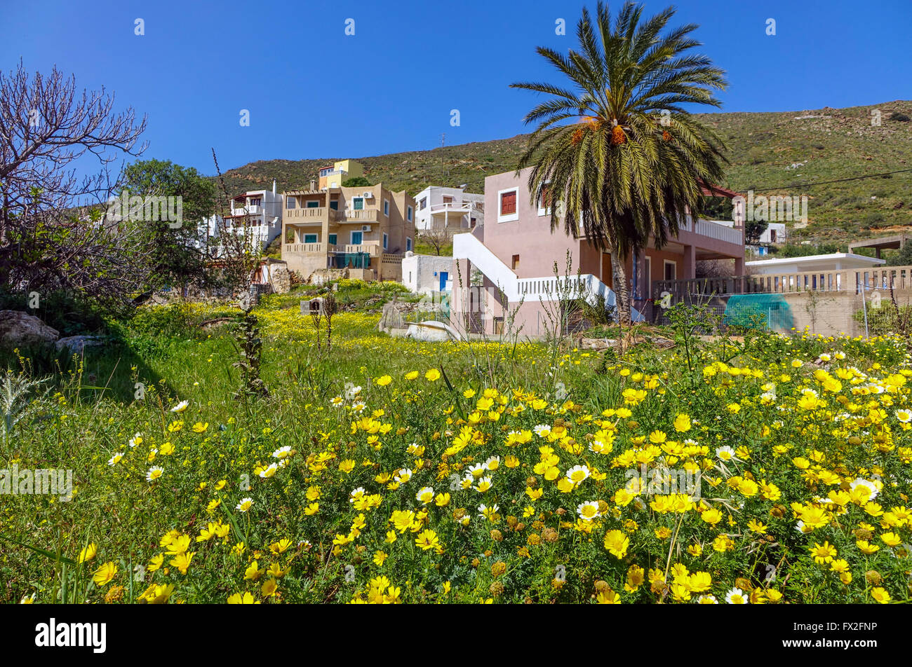 Yellow daisy flowers blue sky and palm trees, Emborios, Kalymnos, Greece Stock Photo