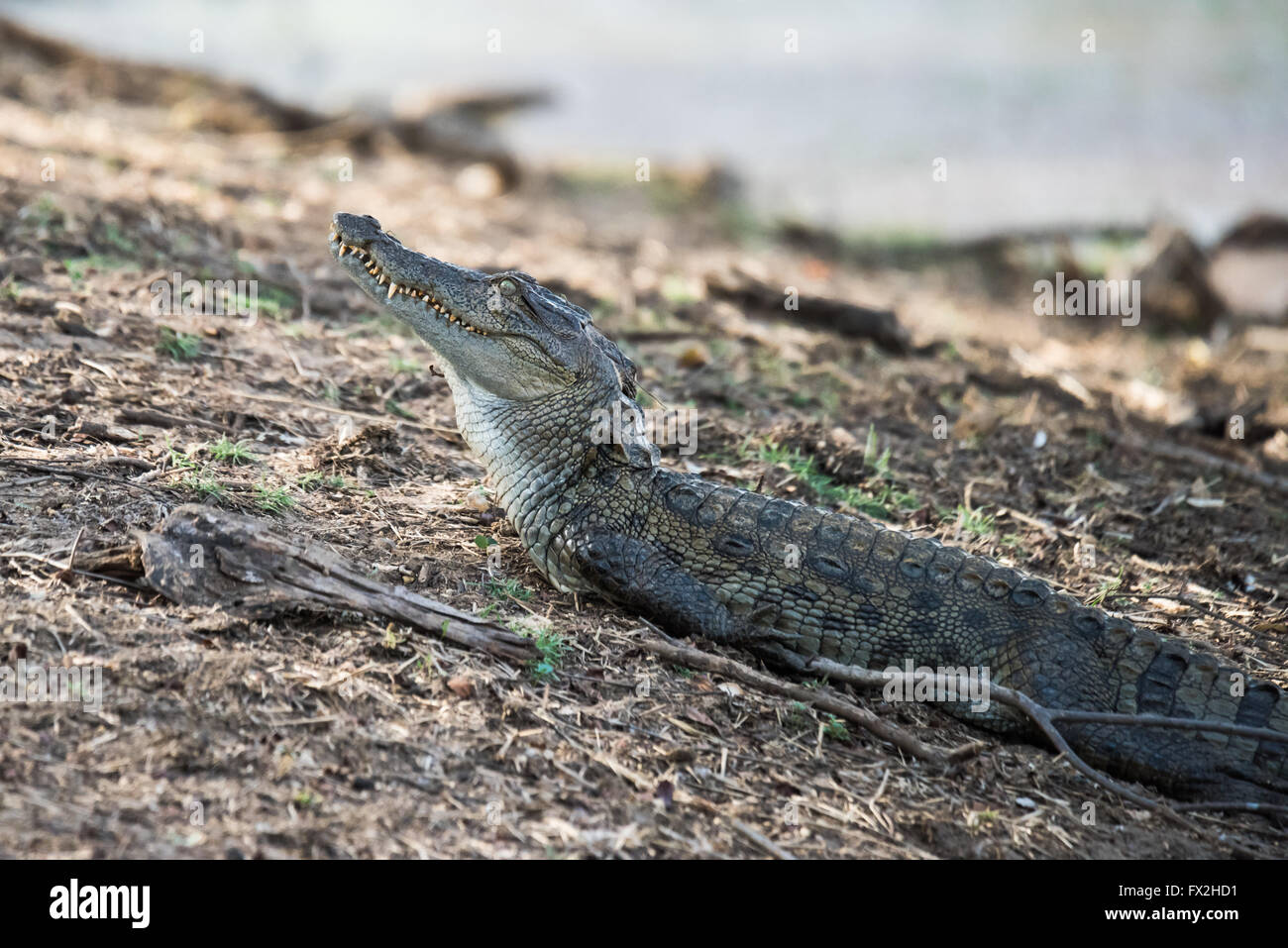 sub adult crocodile in search of foods Stock Photo