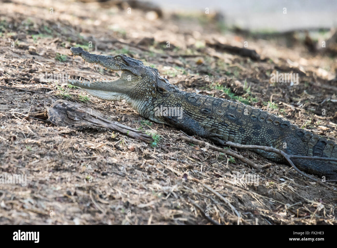 sub adult crocodile in search of foods Stock Photo