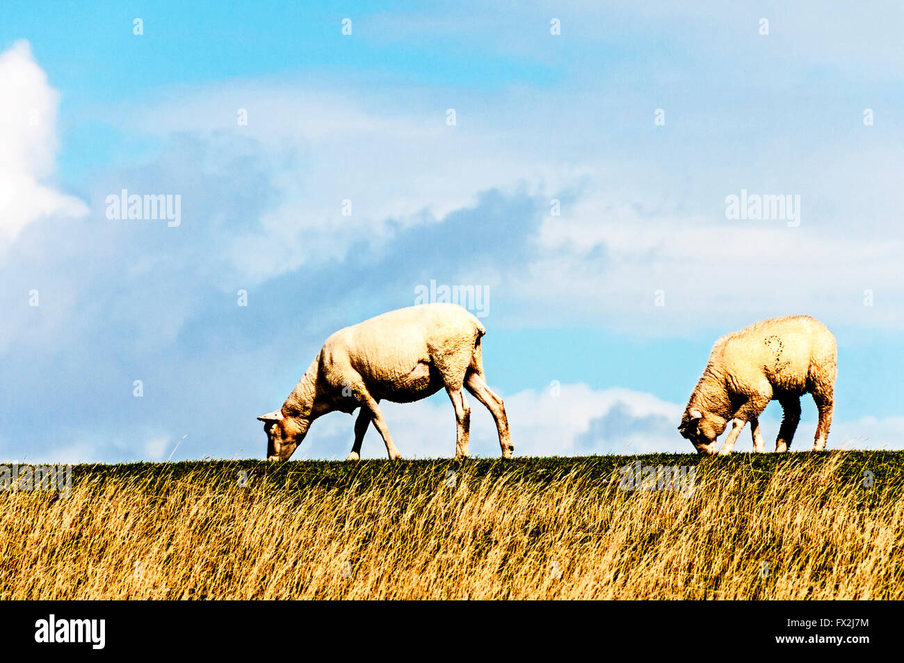 Sheeps grazing on a dyke in northern Germany; Schafe grasen auf einem Deich in Norddeutschland Stock Photo