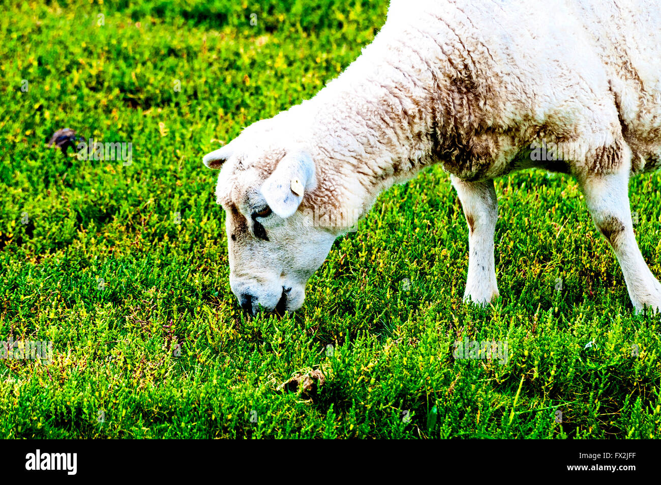 Sheeps grazing on a dyke in northern Germany; Schafe grasen auf einem ...
