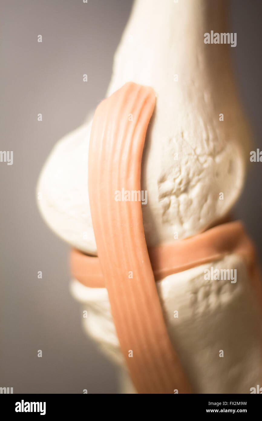 Knee joints meniscus tendons plastic teaching model for taumatology and