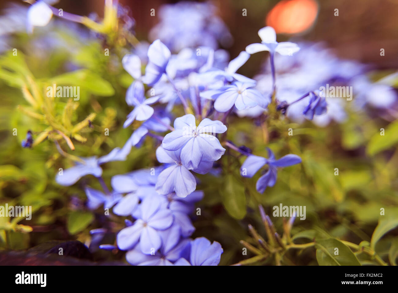 Plumbago auriculata flowers soft blur background in vintage Stock Photo