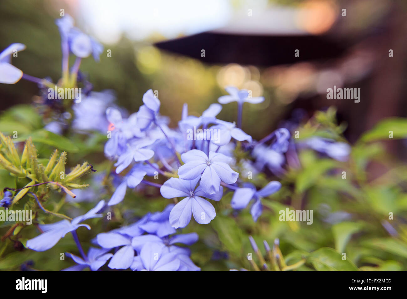 Plumbago auriculata flowers soft blur background in vintage Stock Photo
