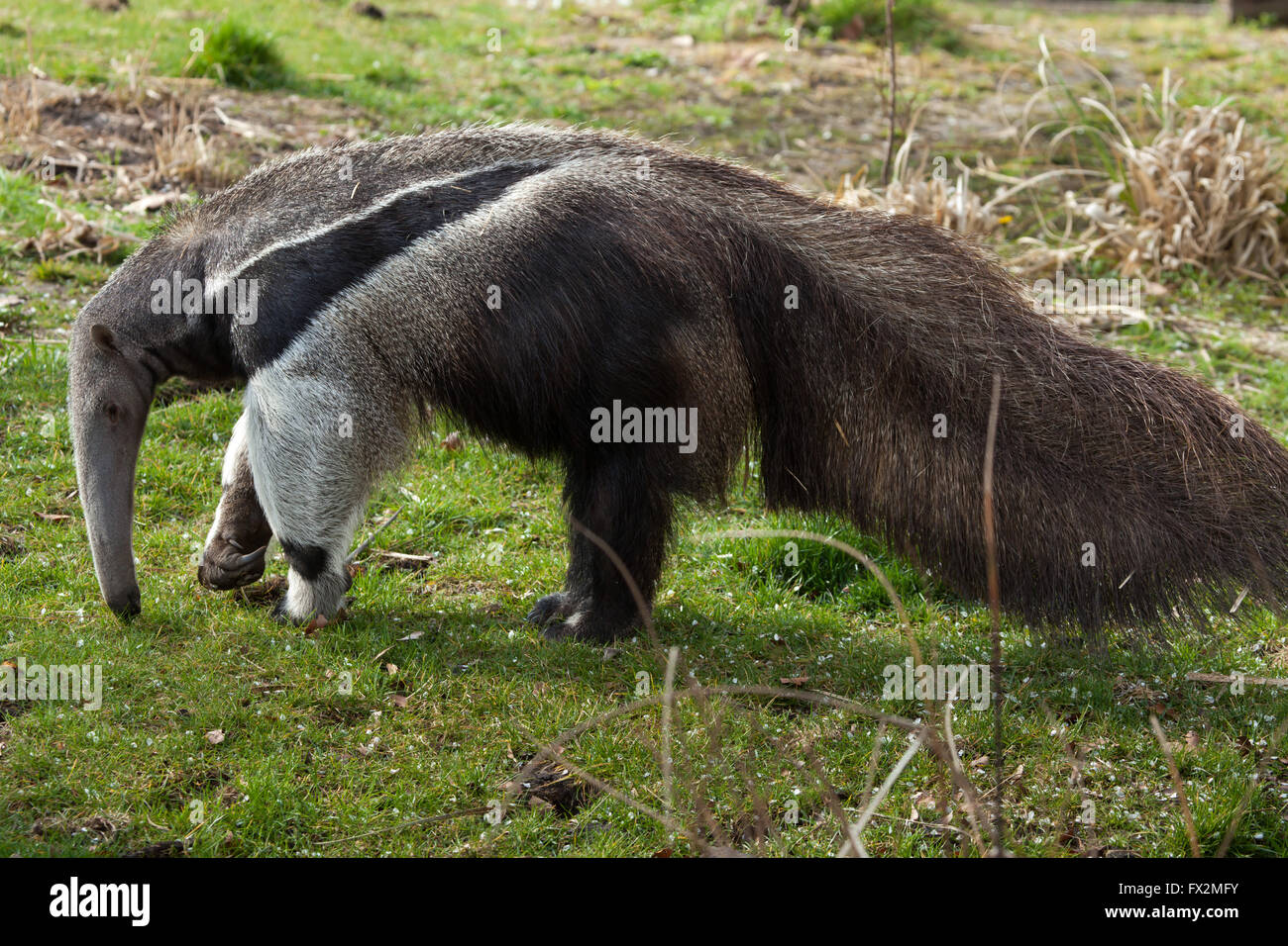 Giant anteater (Myrmecophaga tridactyla), also known as the ant bear at ...