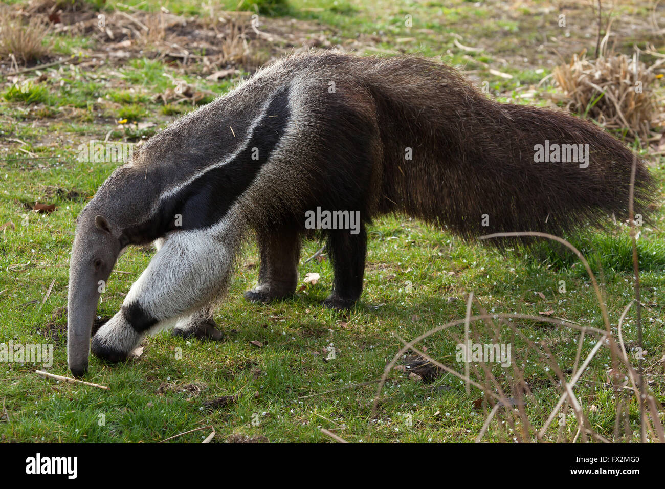 Giant anteater (Myrmecophaga tridactyla), also known as the ant bear at Budapest Zoo in Budapest, Hungary. Stock Photo