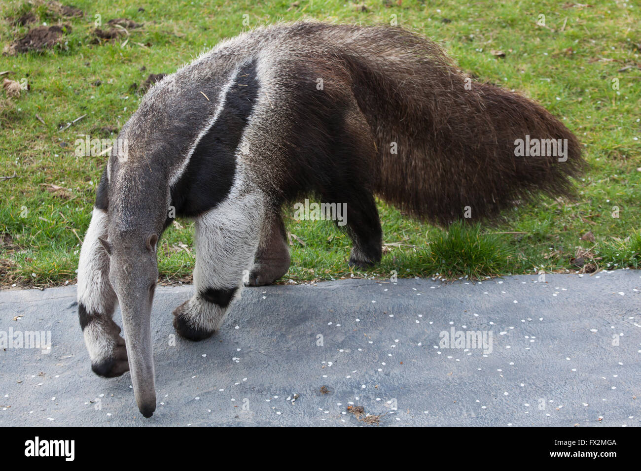 Giant anteater (Myrmecophaga tridactyla), also known as the ant bear at Budapest Zoo in Budapest, Hungary. Stock Photo