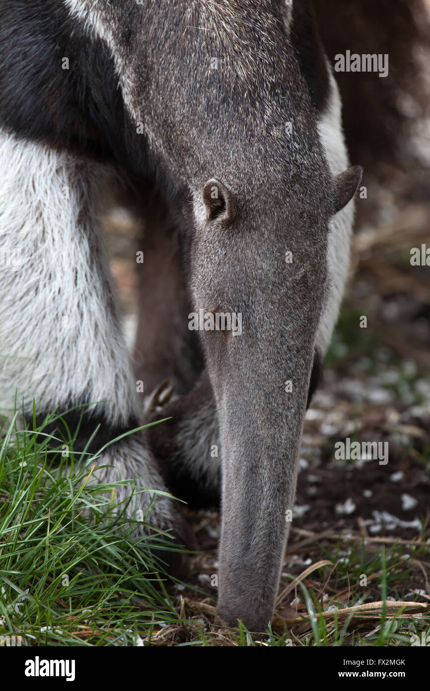 Giant anteater (Myrmecophaga tridactyla), also known as the ant bear at ...