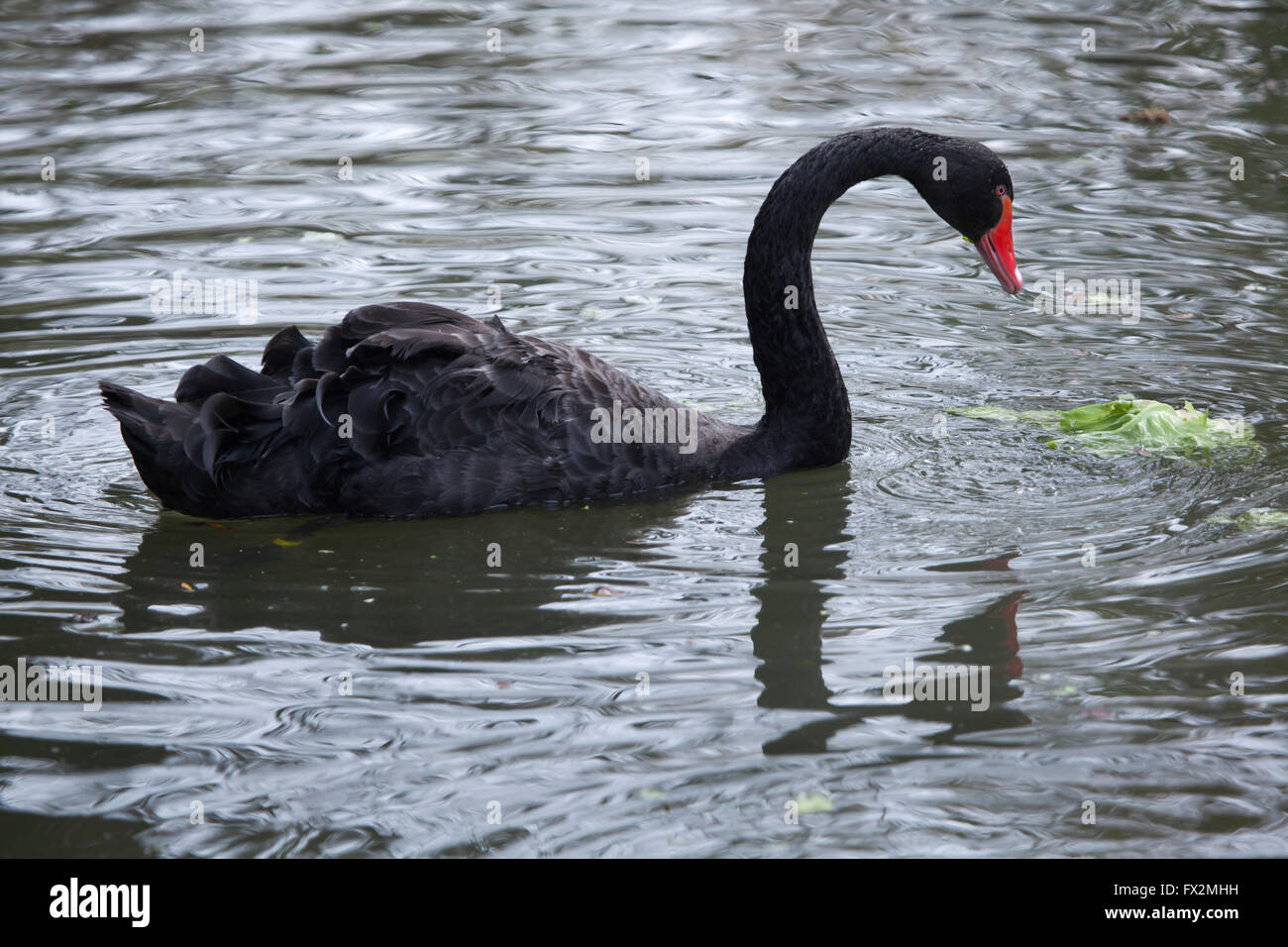 Black swan (Cygnus at Budapest Zoo in Budapest, Hungary Stock Photo Alamy