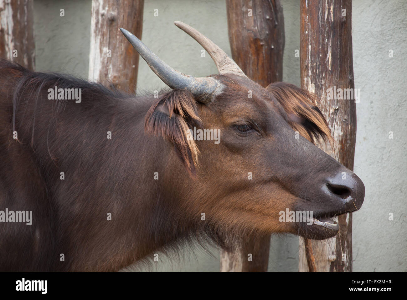 African forest buffalo (Syncerus caffer nanus), also known as the red buffalo or dwarf buffalo. Stock Photo